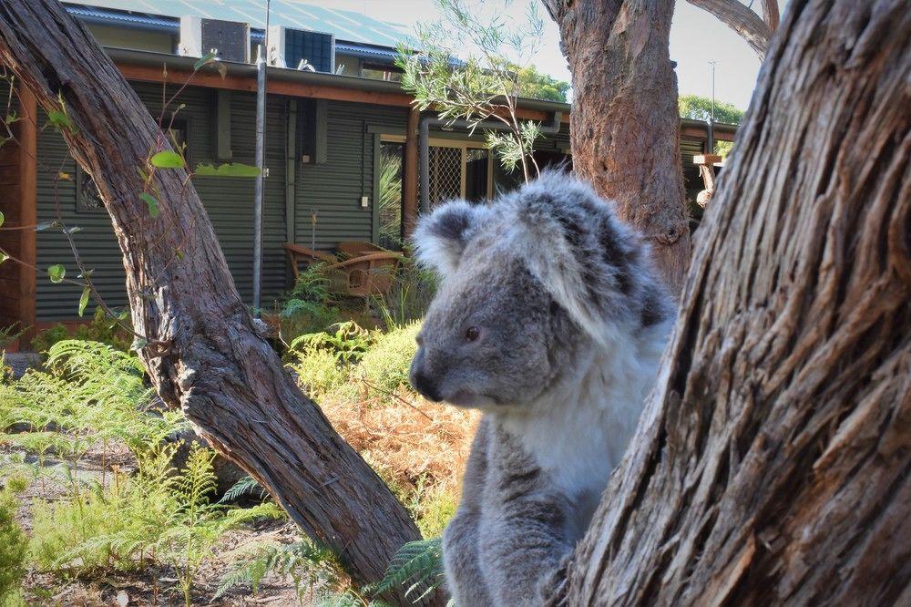 Kangaroo Island Wilderness Retreat Flinders Chase Exterior foto