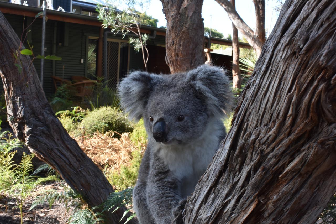 Kangaroo Island Wilderness Retreat Flinders Chase Exterior foto
